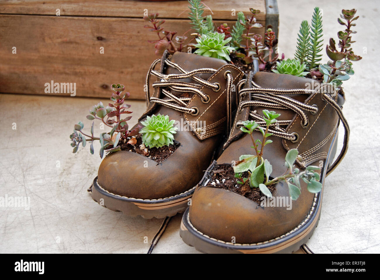 Kakteen wachsen in Arbeitsstiefel für Herren von Holz-Box. Stockfoto