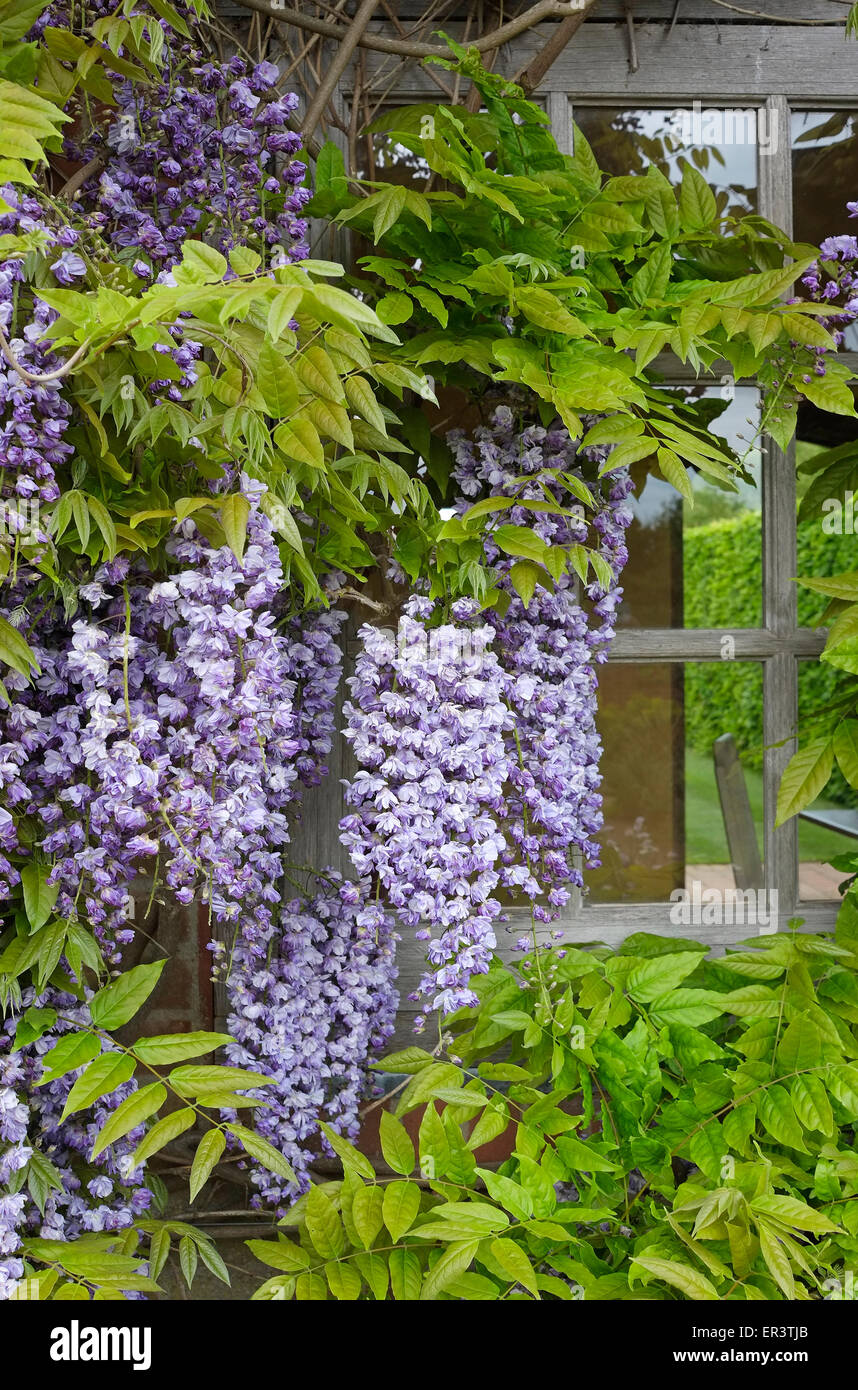 chinesische Wisteria Blumen auf Sommer Haus Wand, Norfolk, england Stockfoto