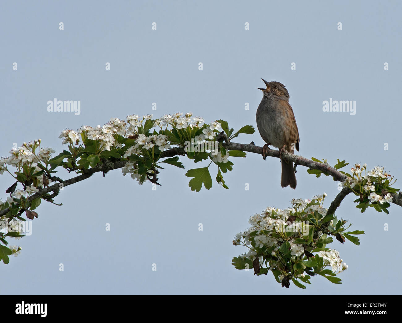 Heckenbraunelle, hockt Prunella Modularis auf Schlehe Prunus Spinosa, im Lied. Frühling. UK Stockfoto