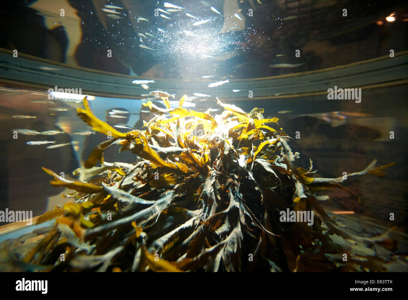 Fisch und Algen in einem öffentlichen Salzwasseraquarium Stockfoto