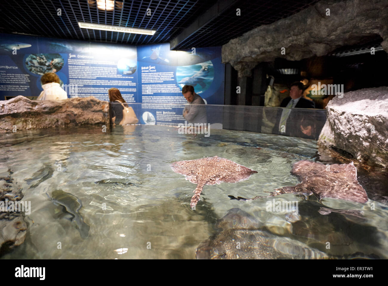 Strahlen in einem offenen Tank in einer Salzwasser Aquarium Exploris Portaferry Nordirland Stockfoto