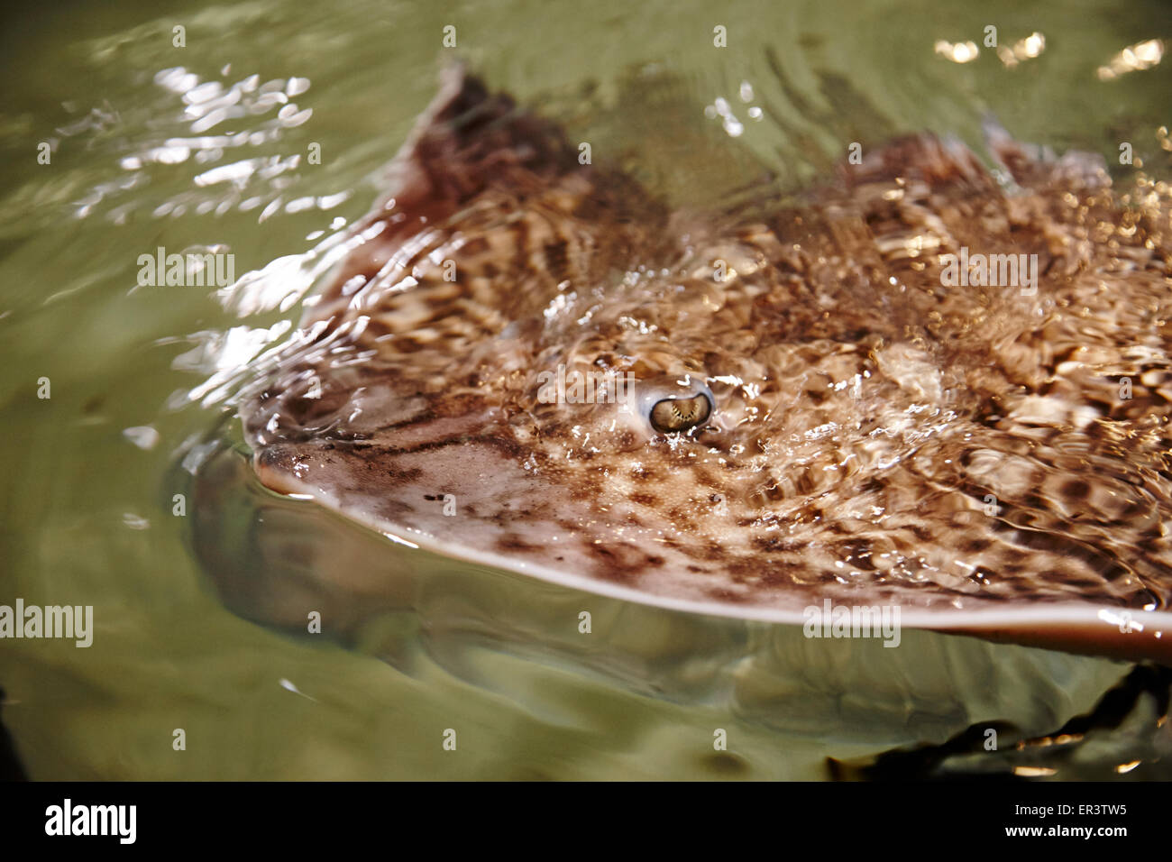 Thornback Ray Raja Clavata schwimmen auf der Oberfläche des Wassers Stockfoto