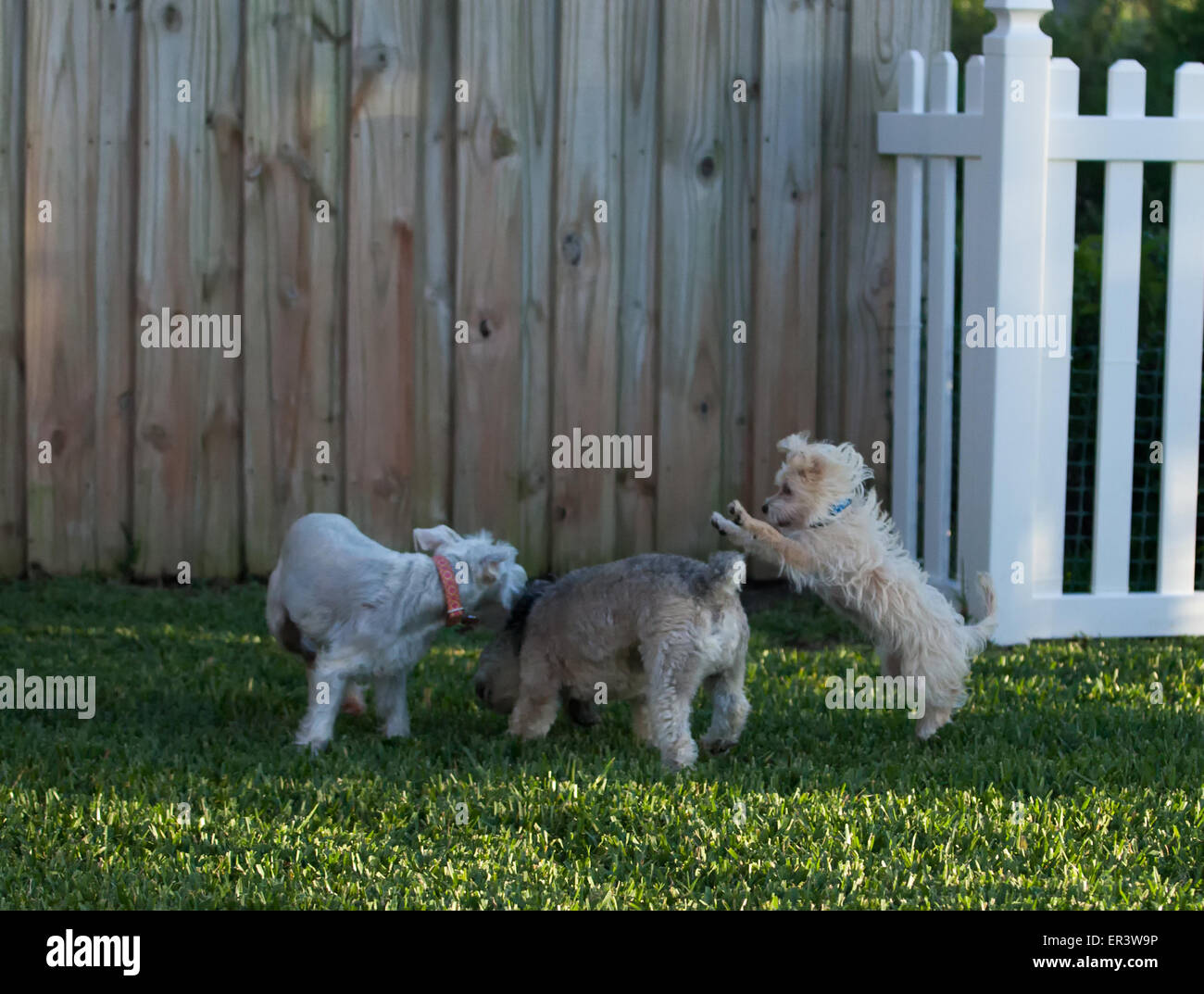 Hunde spielen Stockfoto