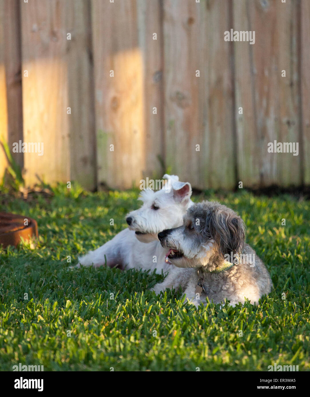zwei Hunde Stockfoto