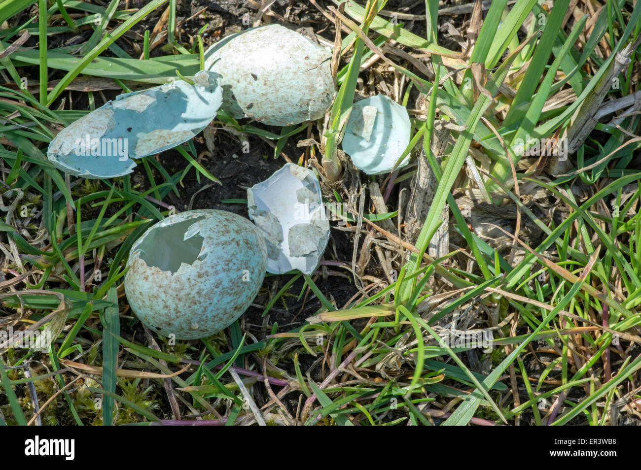 Amseln Eiern stammte vermutlich von einer Elster Stockfoto