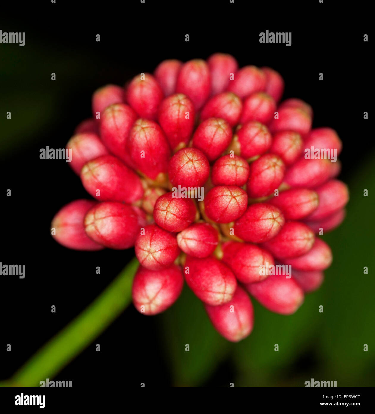 Cluster von leuchtend roten Blütenknospen von Calliandra Tweedii, ein Garten Zierstrauch, vor einem dunklen Hintergrund Stockfoto