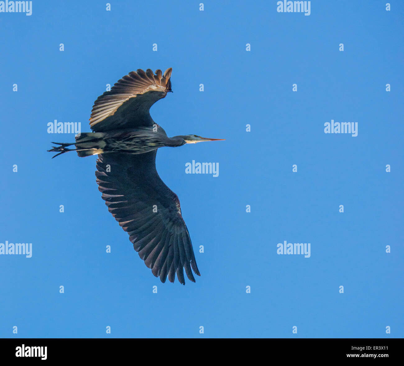 Great Blue Heron fliegen gegen blauen Himmel MK Nature Center, Boise, Id Stockfoto