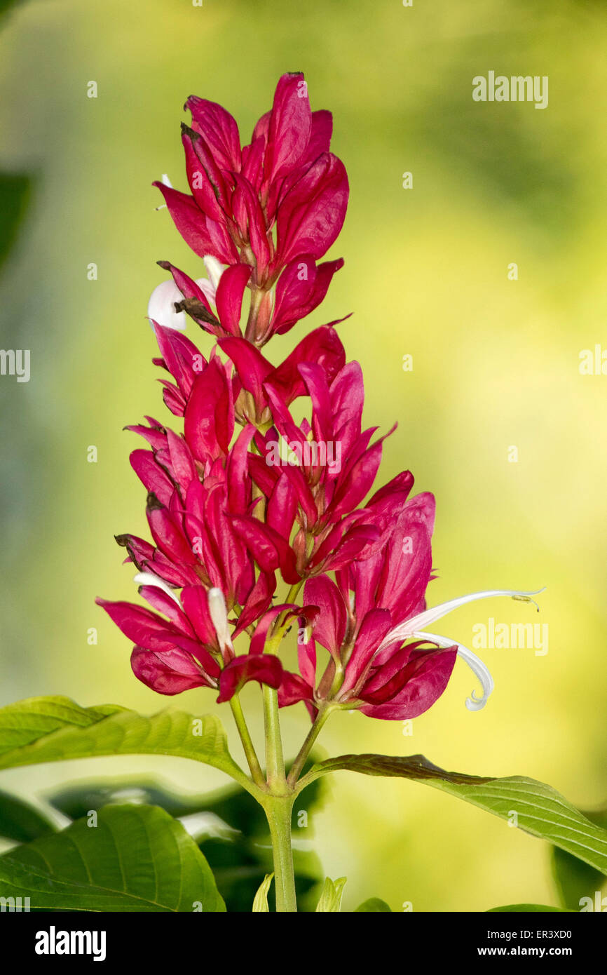 Spike von lebhaft roten Hochblätter & kleinen weißen Blüten des Megaskepasma Erythrochlamys, brasilianischen roten Mantel auf gelbem Hintergrund grün Stockfoto