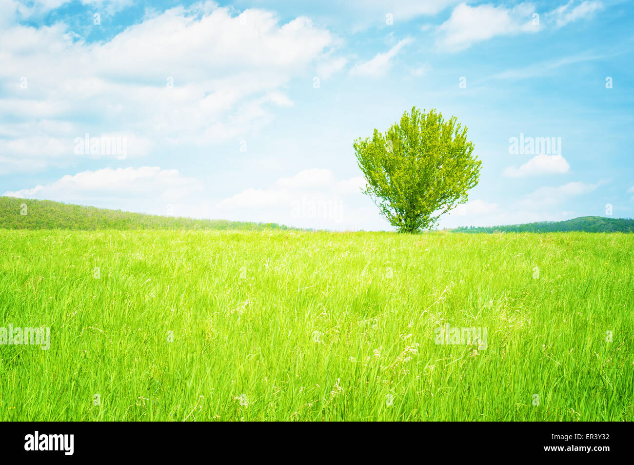 Einsamer Baum im Feld Landschaft. Stockfoto