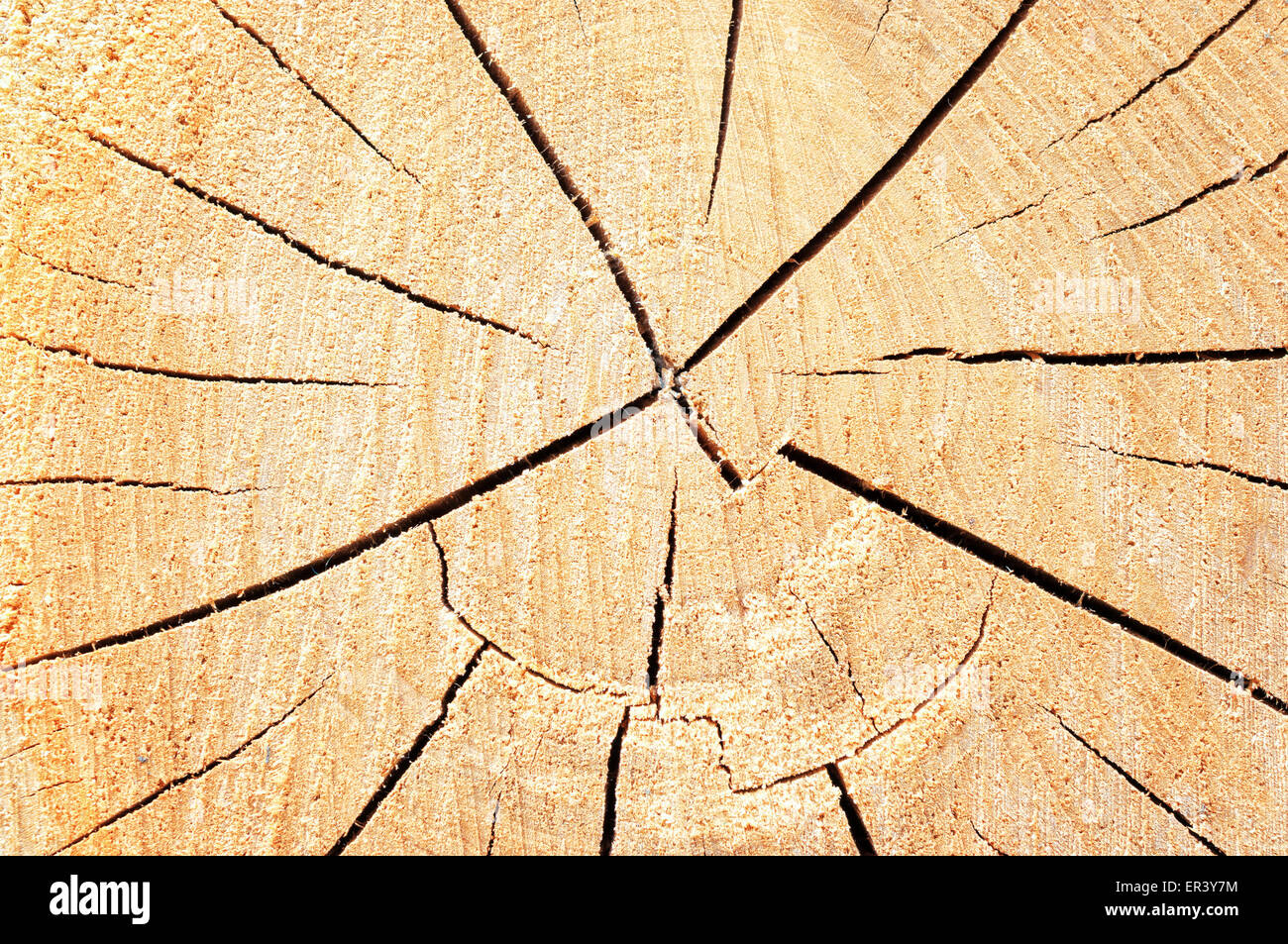 Abstrakte Holzstruktur Hintergrund. Stockfoto