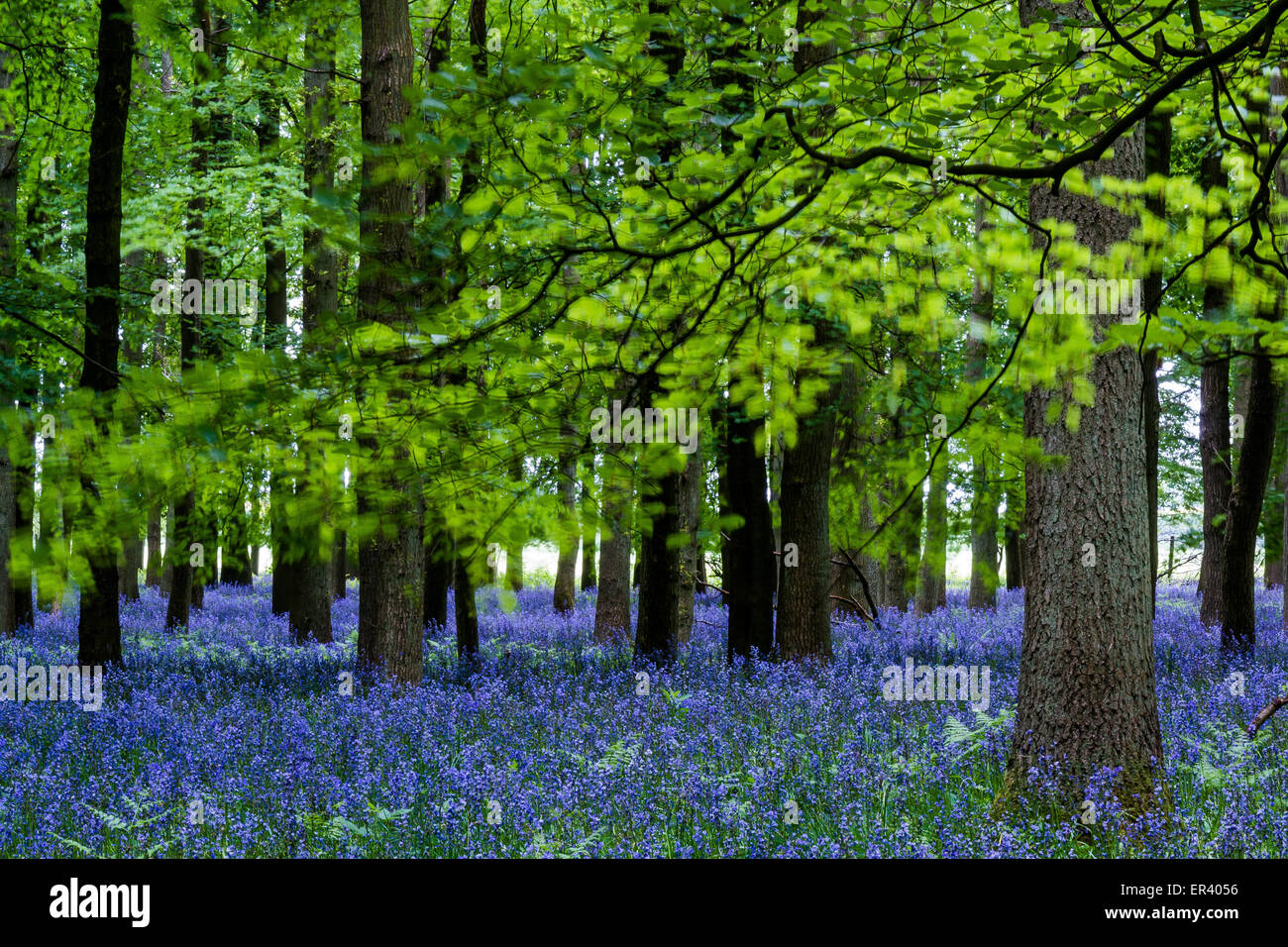 Wald-Glockenblumen Stockfoto