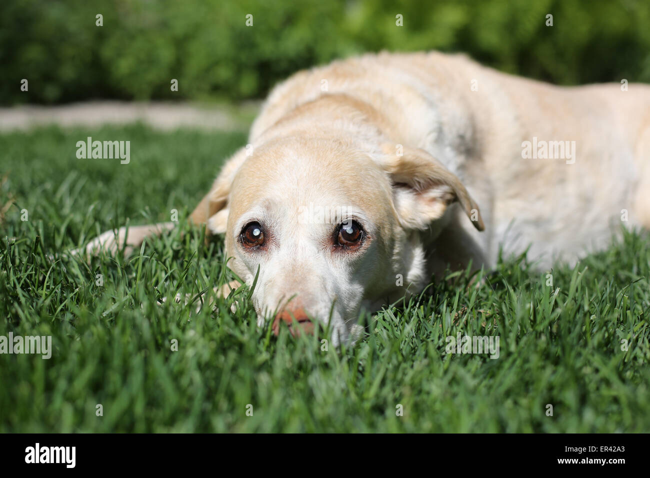 Ein blinder Alter gelber Labrador Hund im Grass liegen. Stockfoto