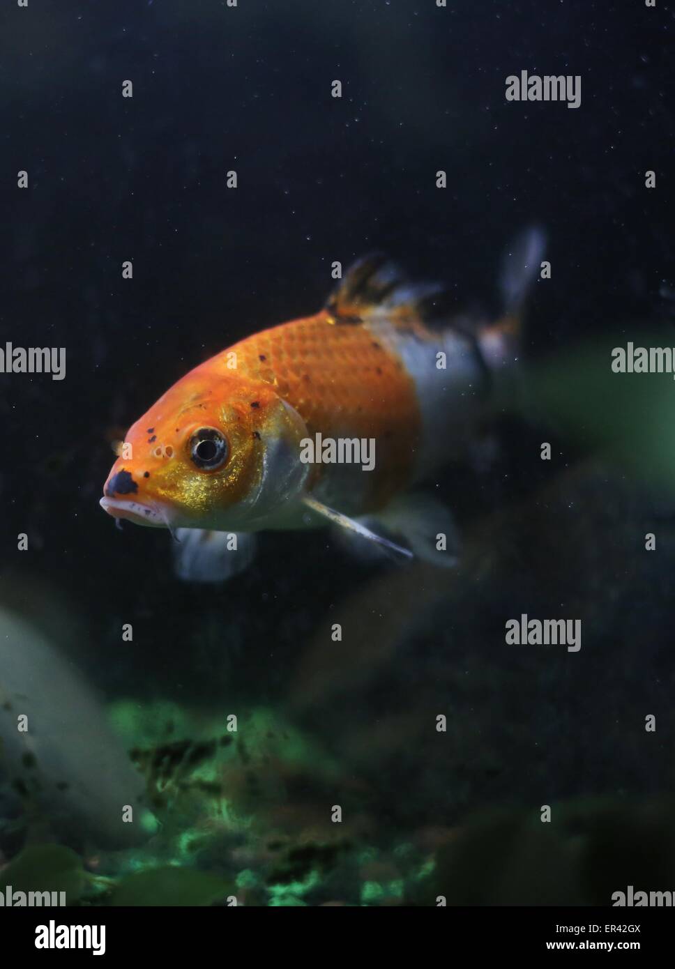 Ein Koi-Karpfen, der aussieht wie Adolf Hitler. Stockfoto