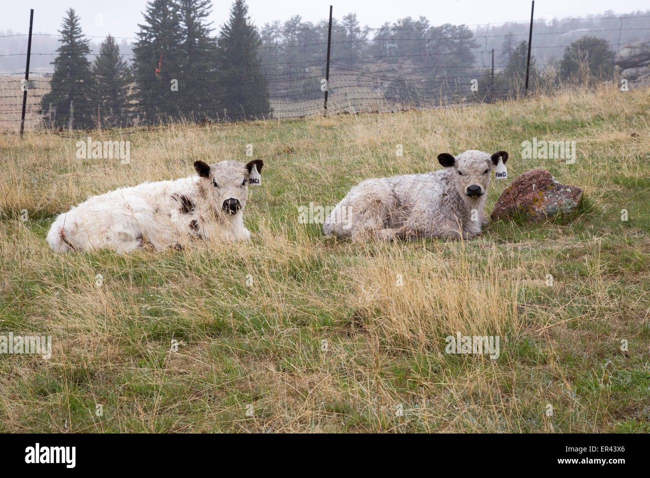 Virginia Dale, Colorado - zwei Kälber auf der Ranch in der Abtei von St. Walburga, wo Dominikanische Nonnen beten und Rinder zu erhöhen. Stockfoto