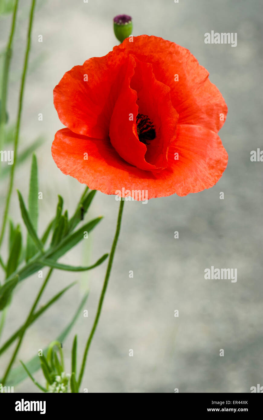 Einzelne Mohn Blume Foto Stockfoto