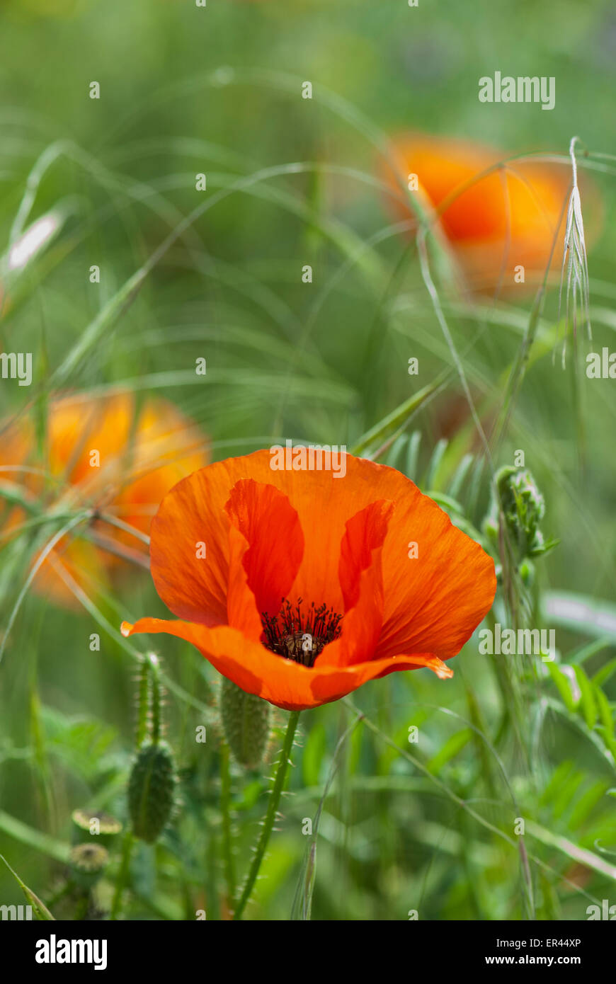 Einzelne Mohn Blume Foto Stockfoto