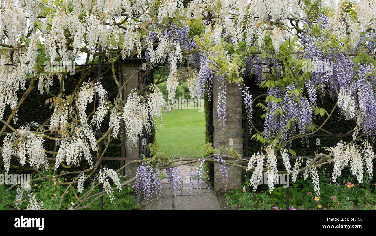Glyzinien Torbogen im englischen Garten Stockfotografie - Alamy