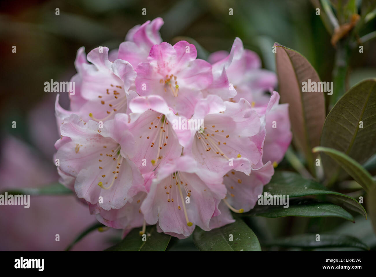 Rosa Rhododendron Insigne Blumen hautnah Stockfoto