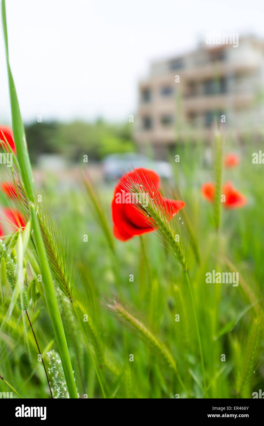 Einzelne Mohn Blume Foto Stockfoto