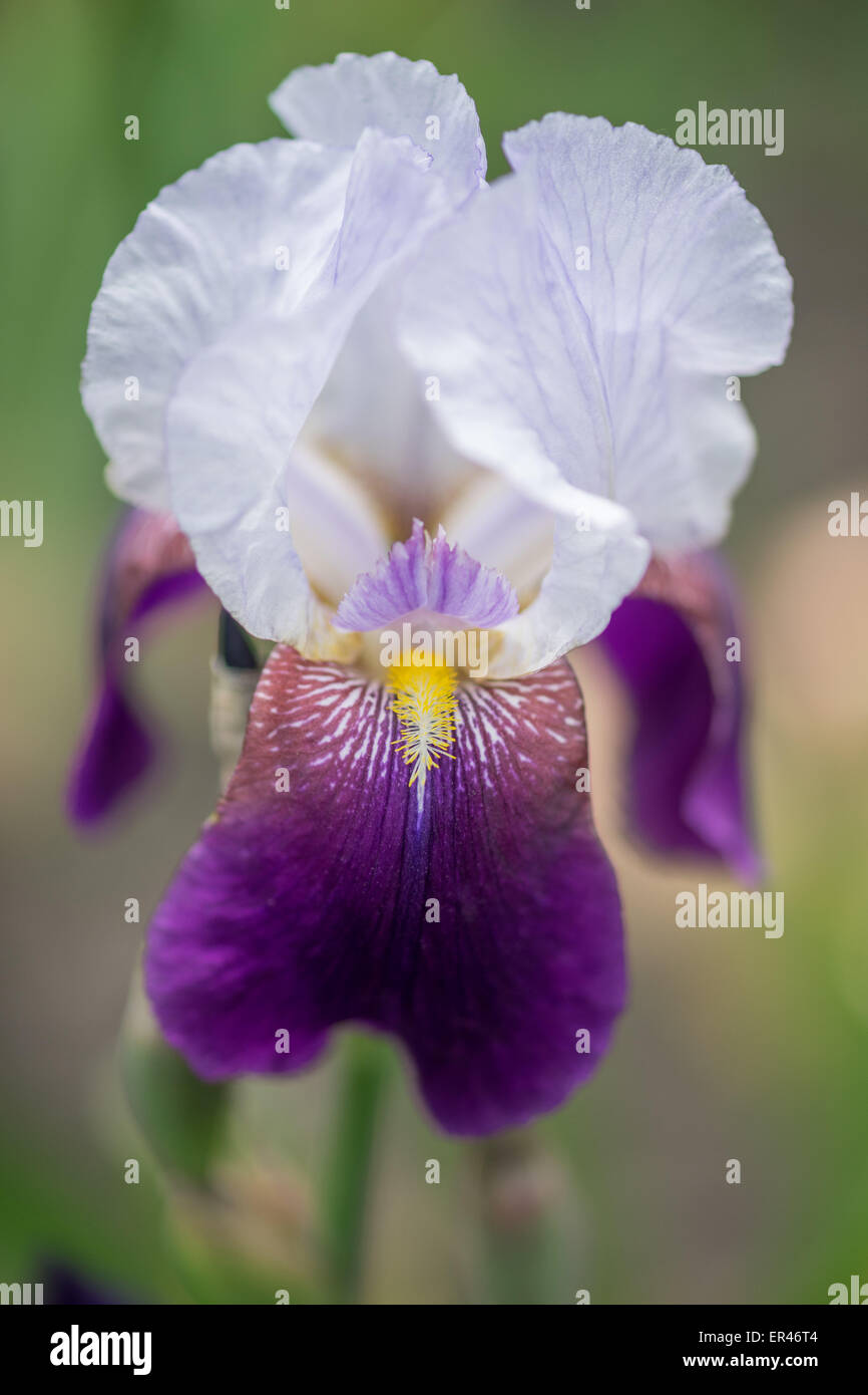Weiße und violette Iris hautnah Stockfoto
