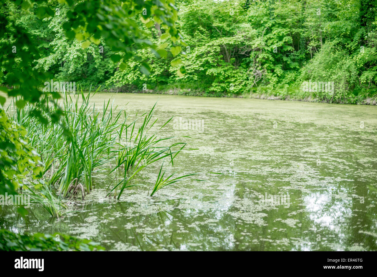 Teich mit Wasserlinsen umgeben von üppigem Grün bedeckt Stockfoto
