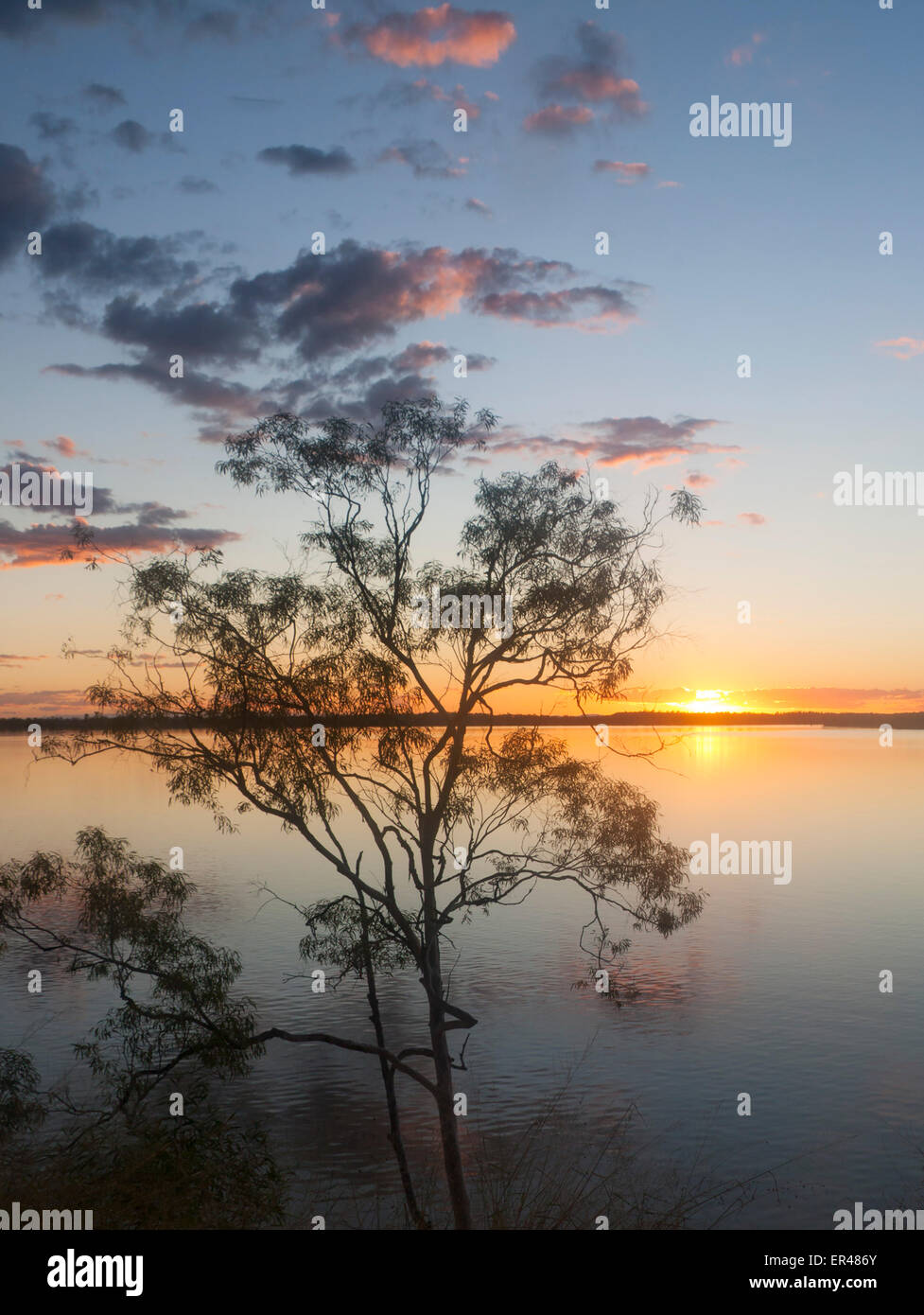 Eukalyptus oder Kaugummi Baum bei Sonnenuntergang am Ufer des Lake Maraboon in der Nähe von Emerald Central Queensland-Australien Stockfoto