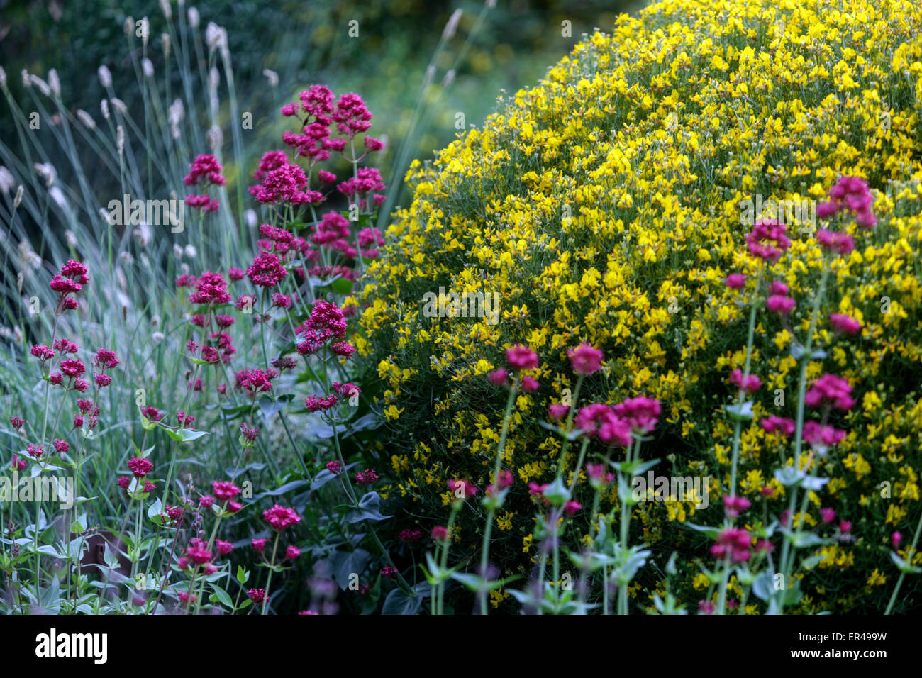 Genista radiata gesäumte Ginster Gelb Blumen Genista Garten Stockfoto