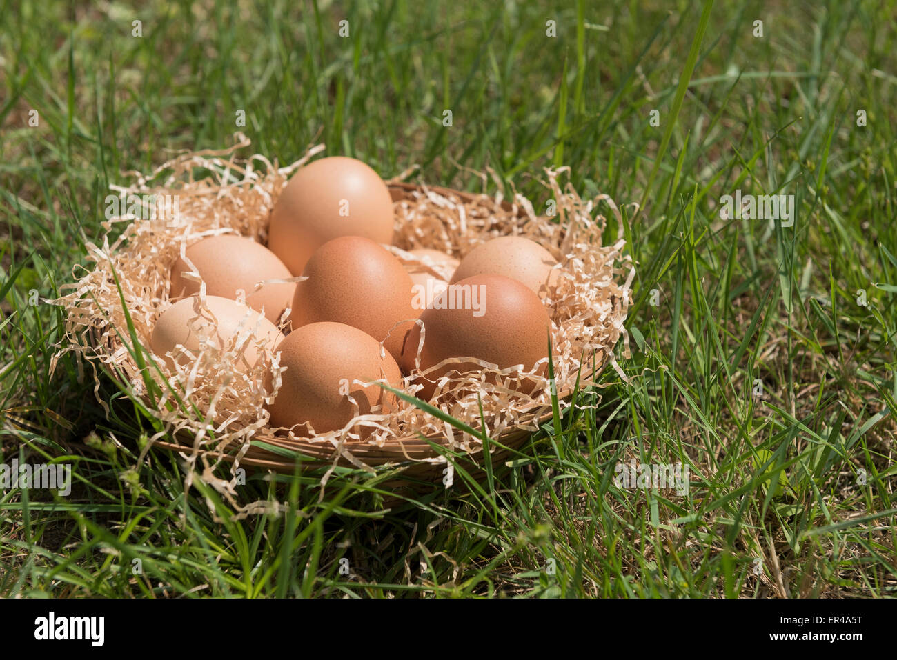 Gruppe von Eiern in Stroh Korb auf Rasen Stockfoto