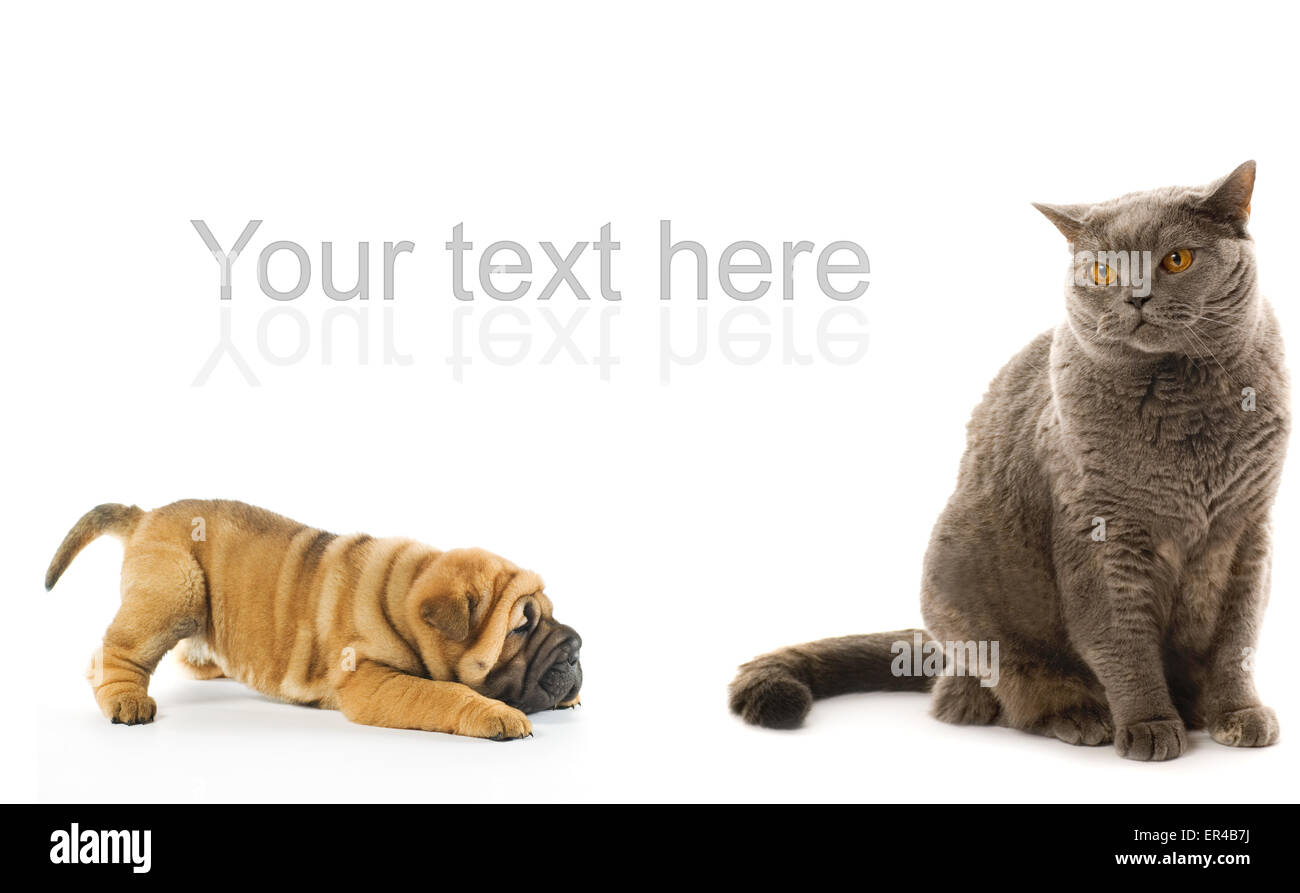 Sharpei Welpen und britische Katze isoliert auf weißem Hintergrund Stockfoto