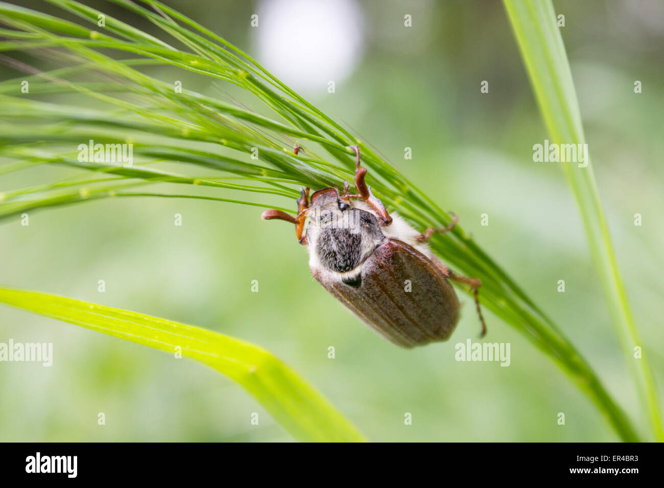Ein Maikäfer auf einem Grashalm klettert Stockfoto