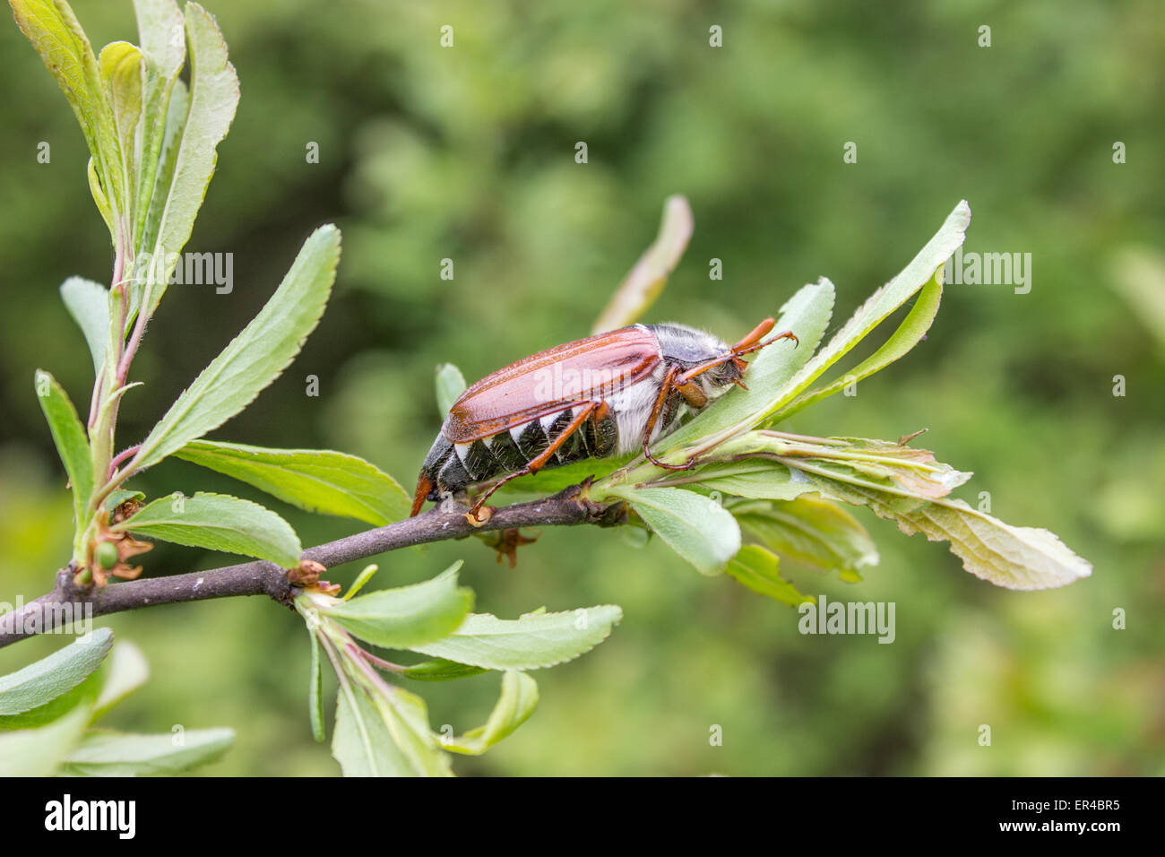 Ein Maikäfer auf dem Ast eines Baumes Klettern Stockfoto