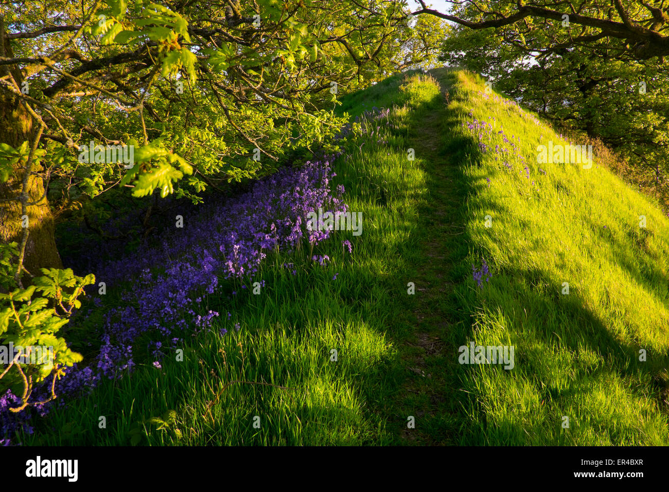 Glockenblumen und Eiche Bäume auf den Wällen der Graben Hill Eisenzeit Wallburg in der Nähe von Hopesay, Shropshire, England: Stockfoto