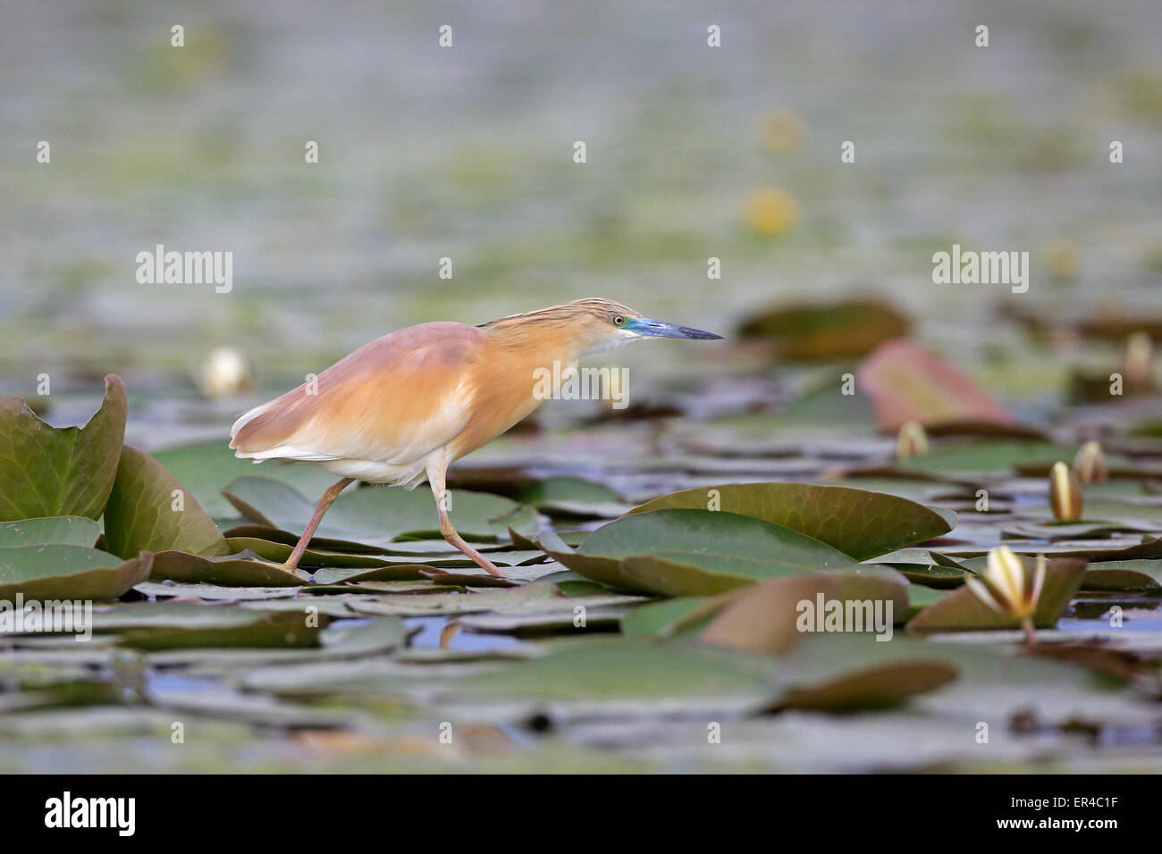 Squacco Heron in der Zucht Gefieder zu Fuß über Seerosen Stockfoto