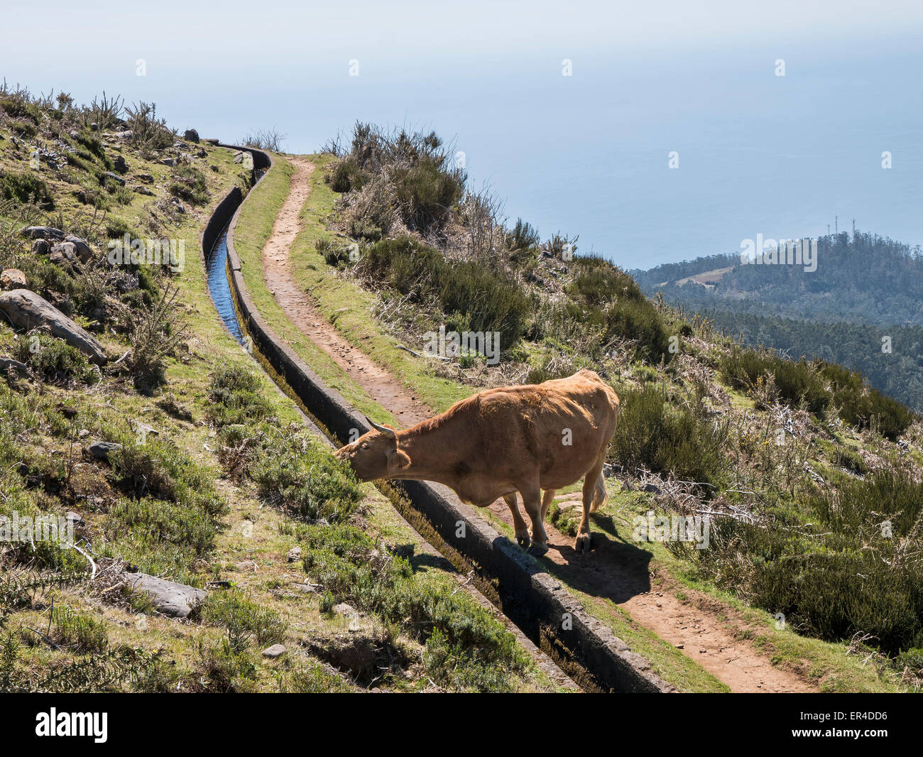 Levada, zentrale Madeira, Portugal Stockfoto