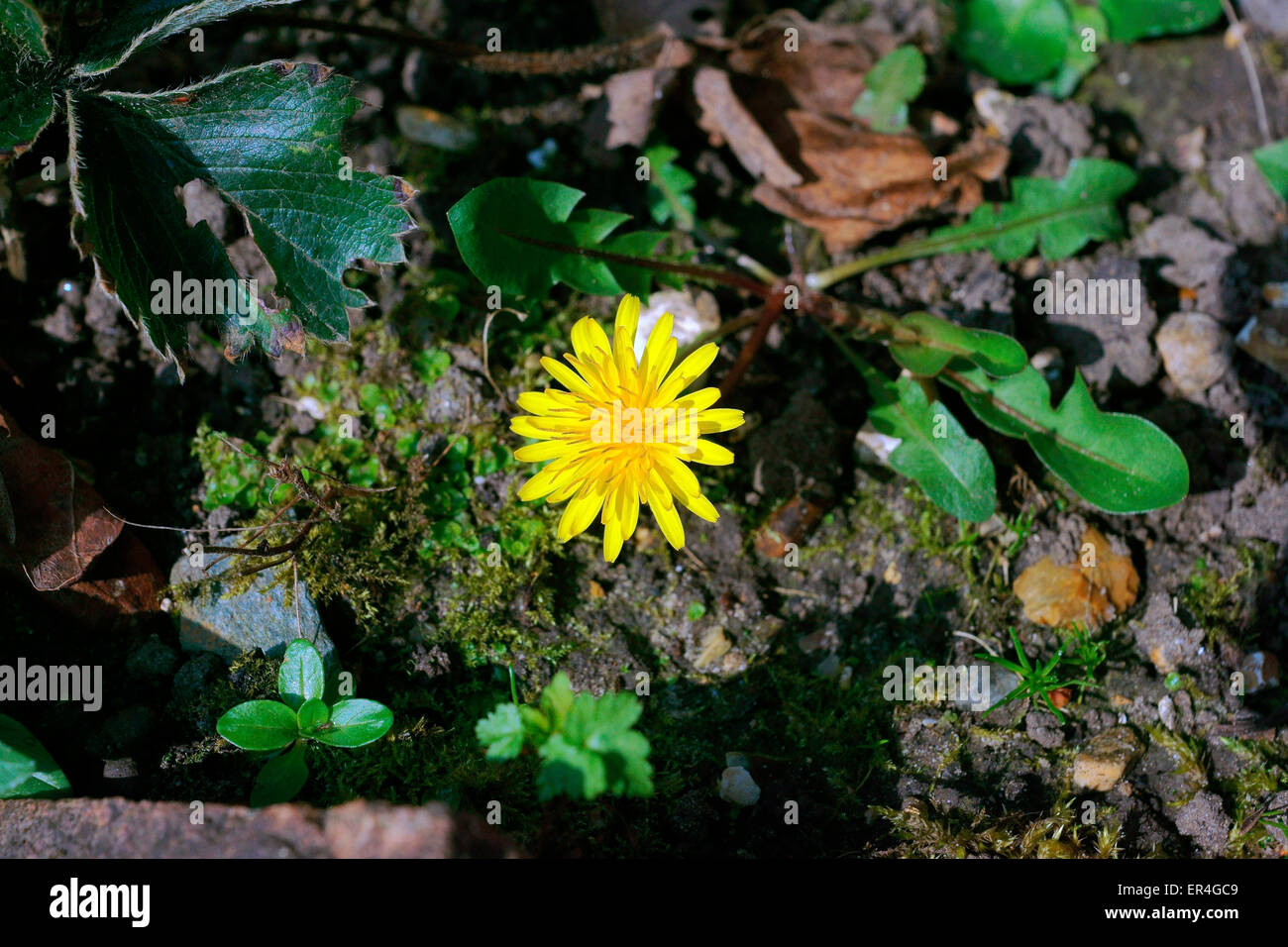 HERBST, HAWKBIT LÖWENZAHN Stockfoto