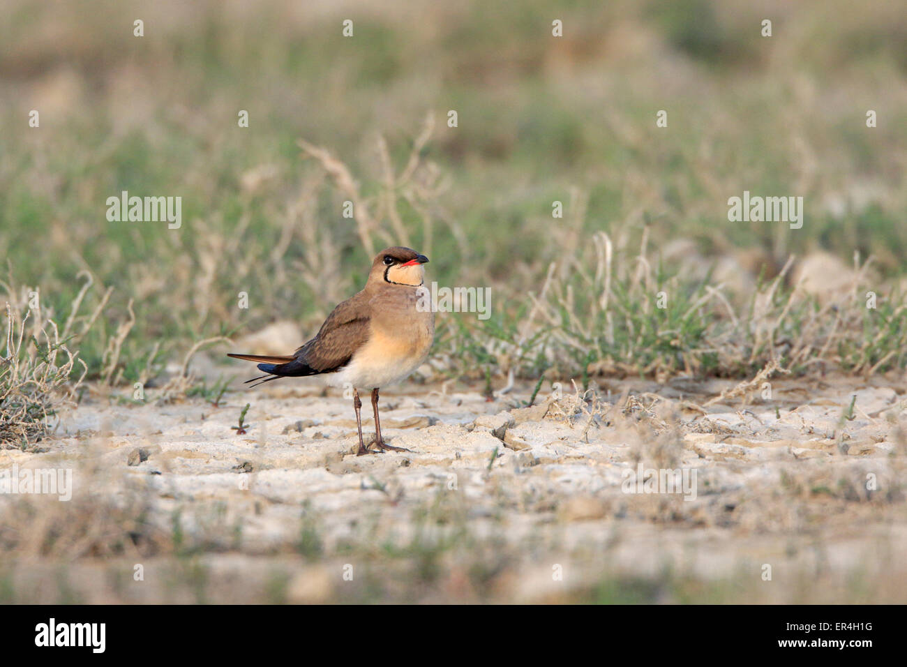 Rotflügel-Brachschwalbe auf dem Boden Stockfoto