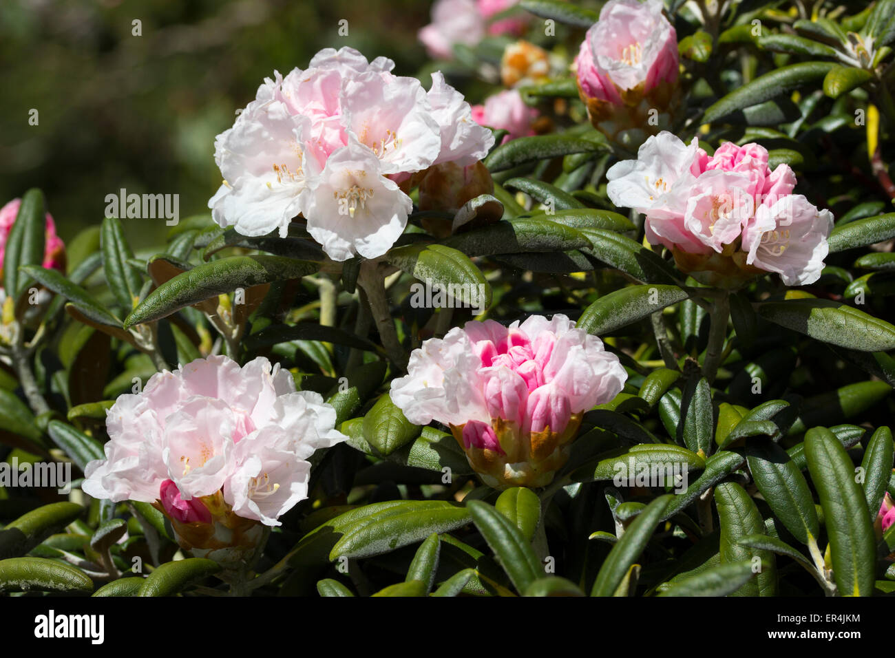 Frühlingsblumen von mounded immergrüner Strauch, Rhododendron Yakushimanum "Koichiro Wada" Stockfoto