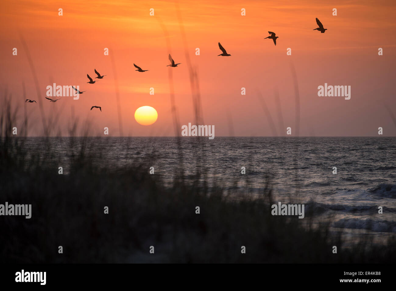 Pelikane bei Sonnenaufgang mit Sand Dune Grass Ozean Landschaft Stockfoto