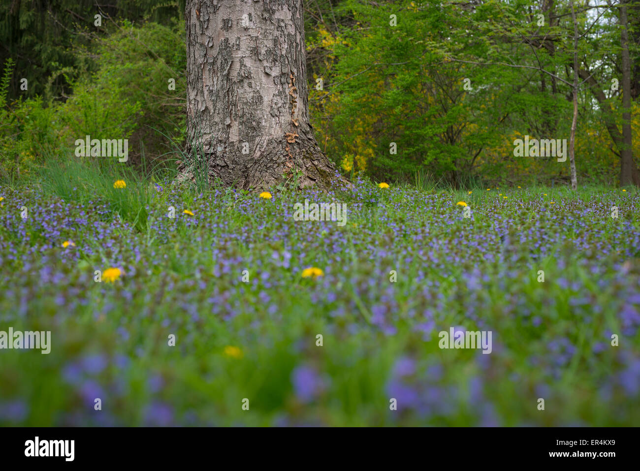 Bereich der blauen Blüten mit Baum Stockfoto