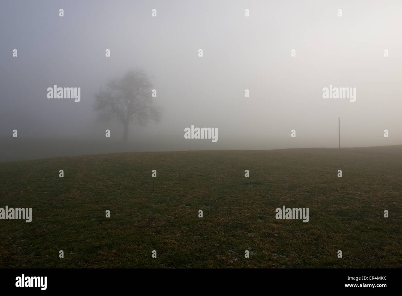 Lonely Pear Tree an einem nebligen Wiese mit einem Einpoligen im späten Herbst Stockfoto
