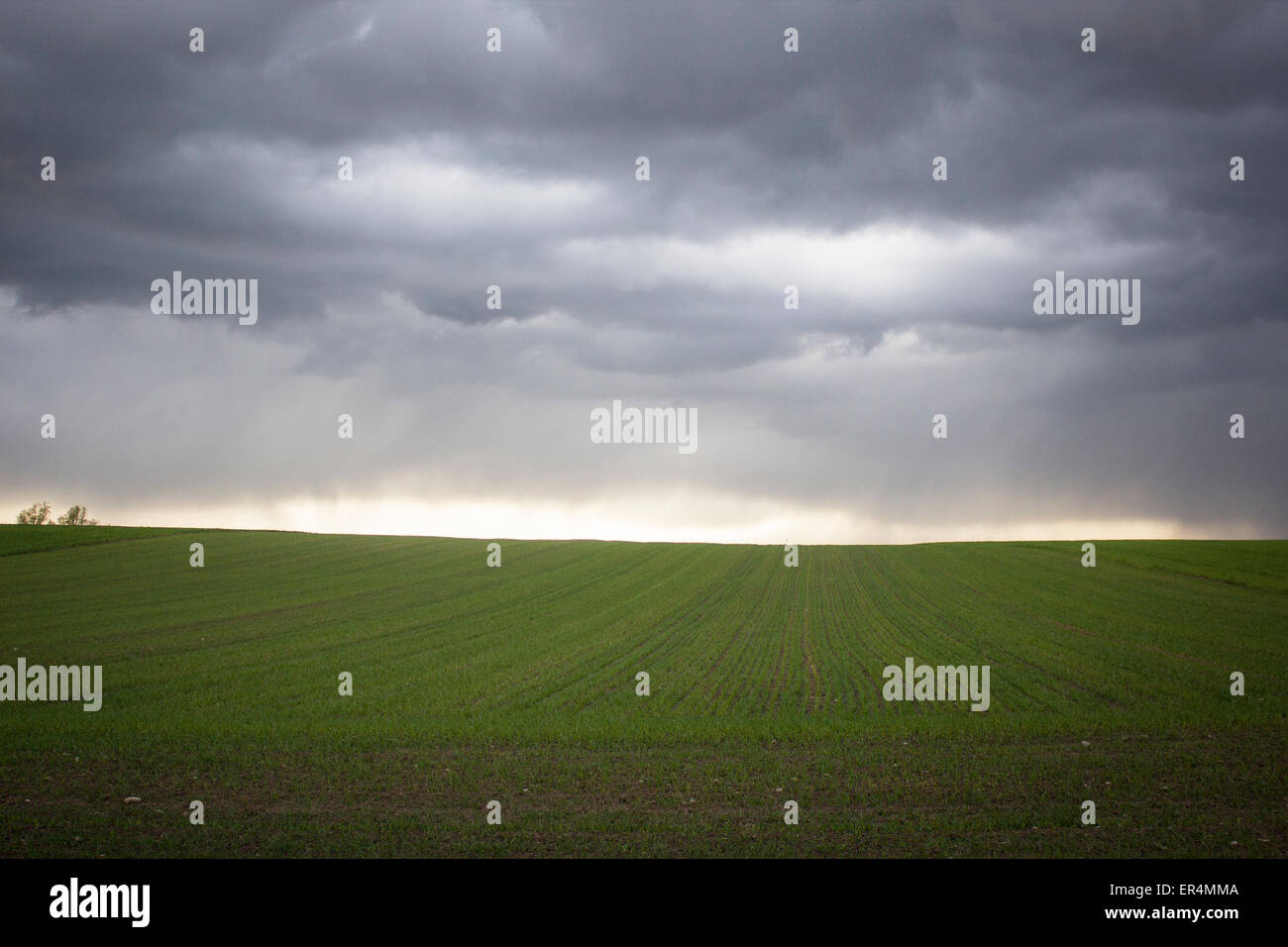 Feld bei stürmischem Wetter Stockfoto