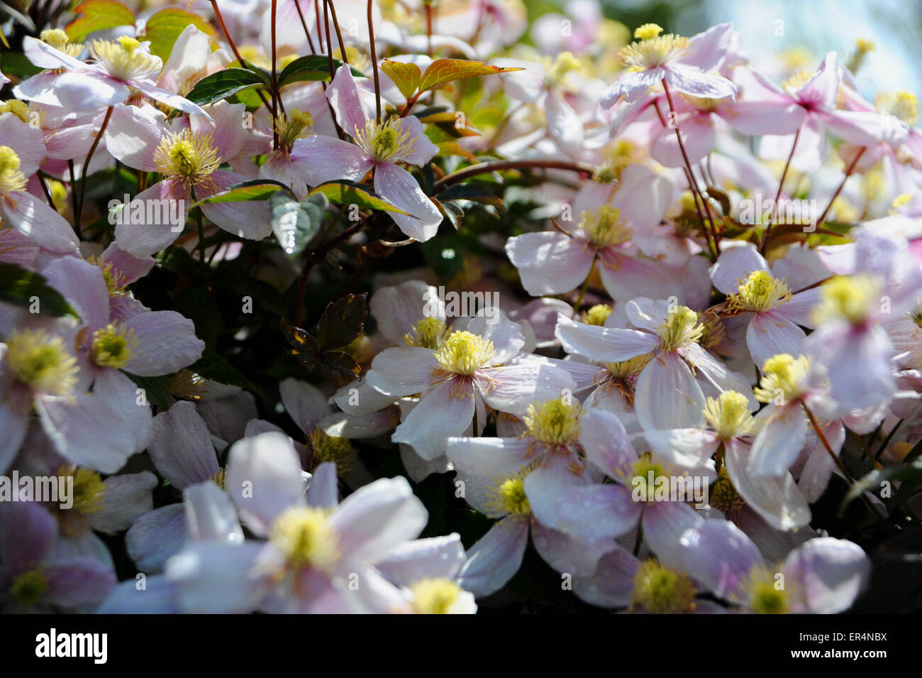 Pink anemone clematis clematis montana Fotos und Bildmaterial in