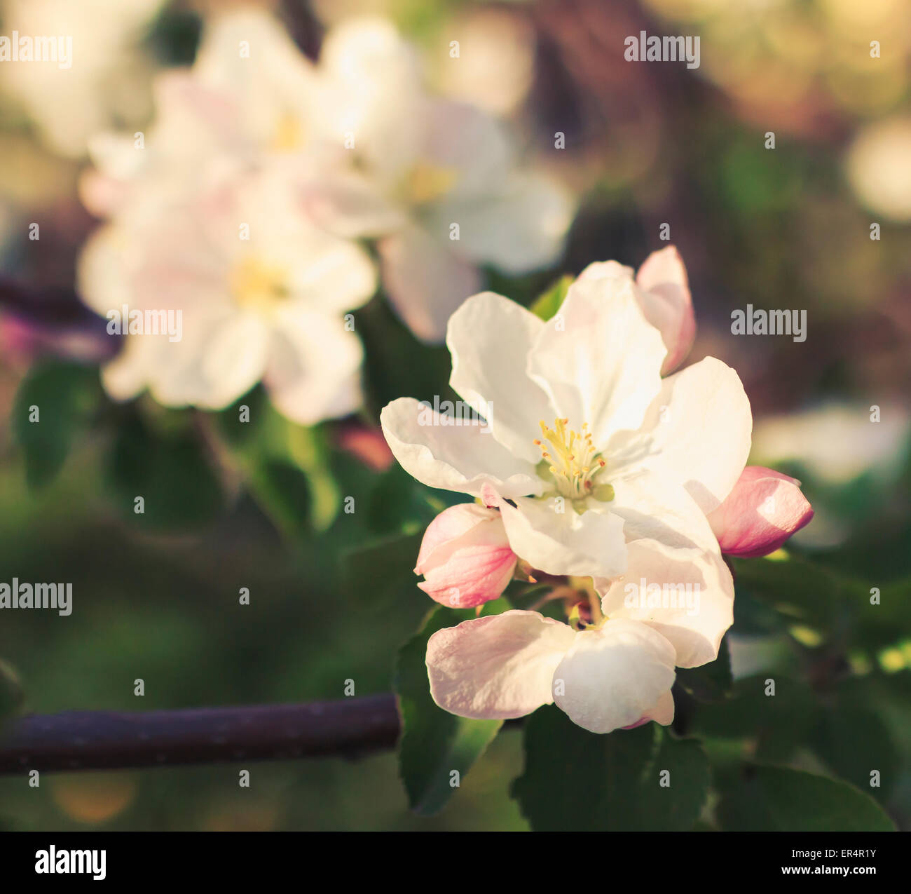 Apfelblüte im Baum Schatten, Nahaufnahme Stockfoto