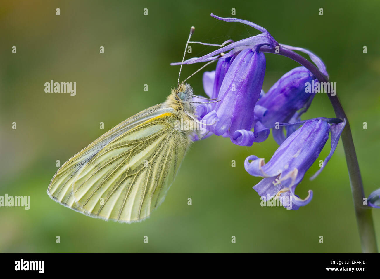 Grün-veined weiß Schmetterling (Pieris Napi) ließ sich auf eine Glockenblume Stockfoto