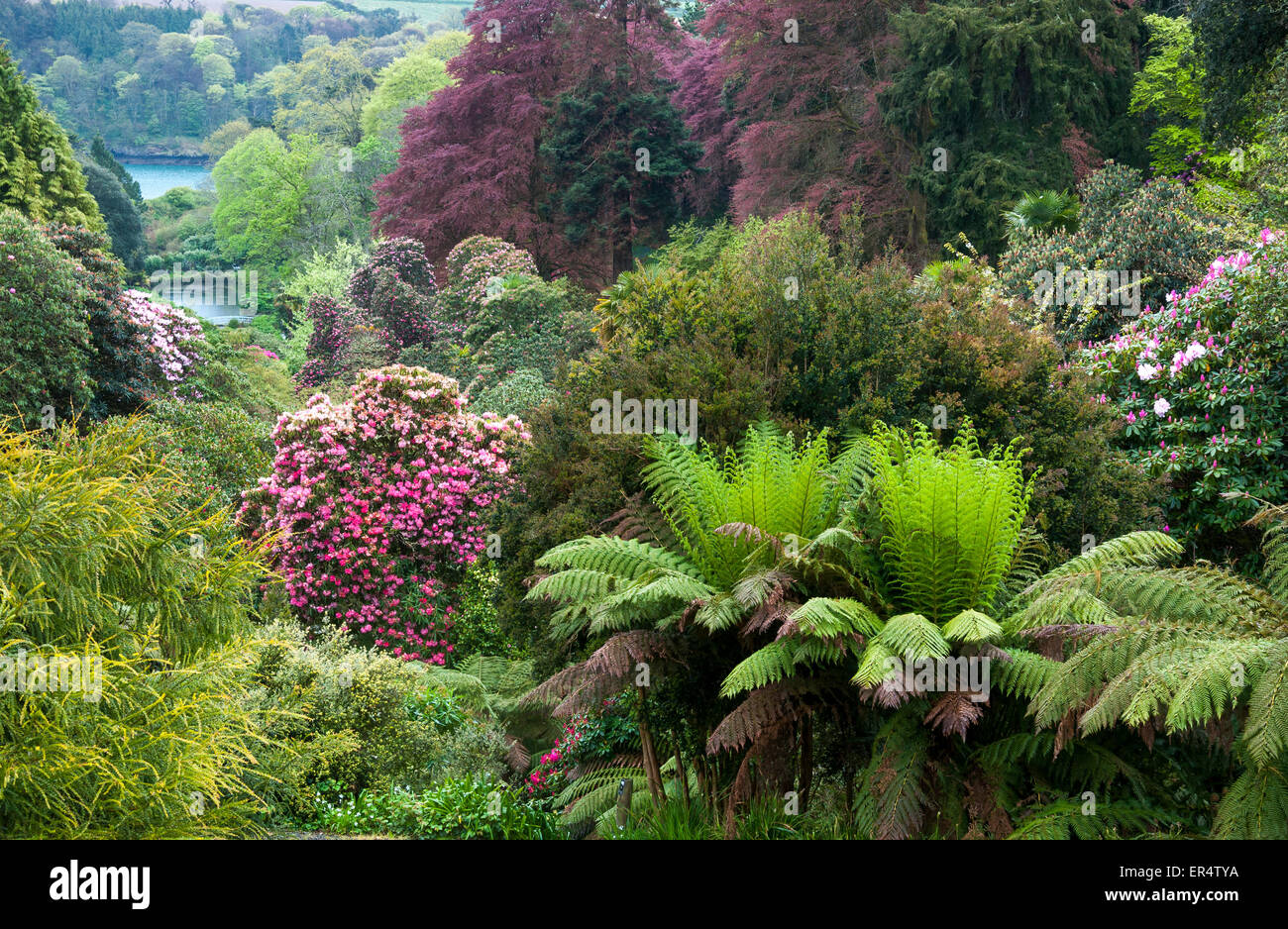 Klassische Ansicht Trebah Gardens in der Nähe von Falmouth in Cornwall, England. Blick von der Spitze des Gartens zum Fluss. Stockfoto