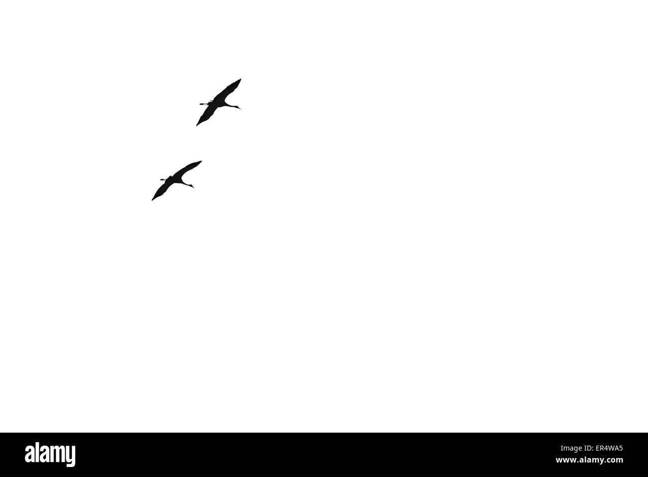 Paar der Zugvögel fliegen in den Himmel Stockfoto