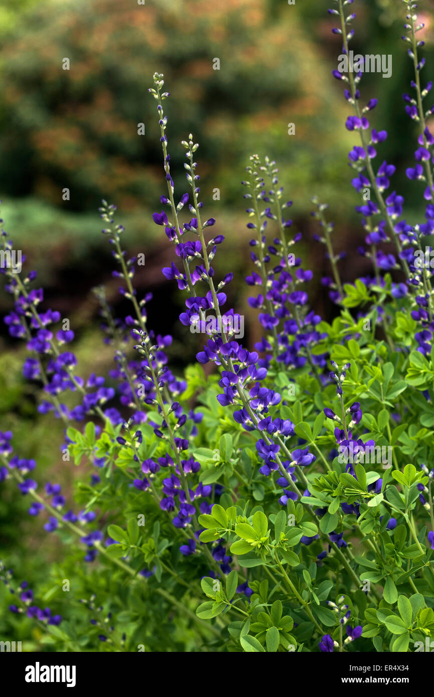 Blau, wildem Indigo oder blauen False Indigo Baptisia australis Stockfoto