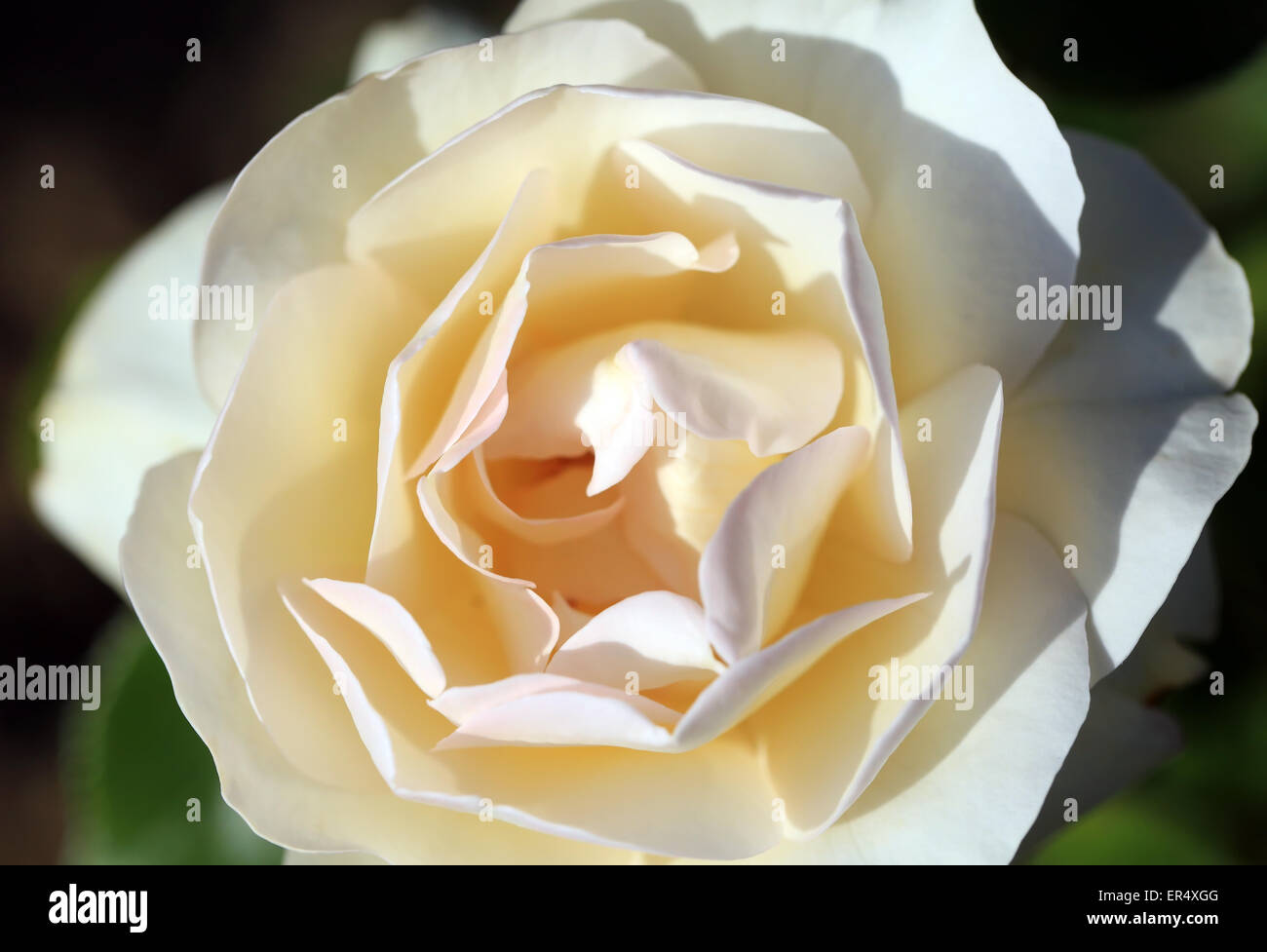 Rosa Hintergrund hautnah Stockfoto