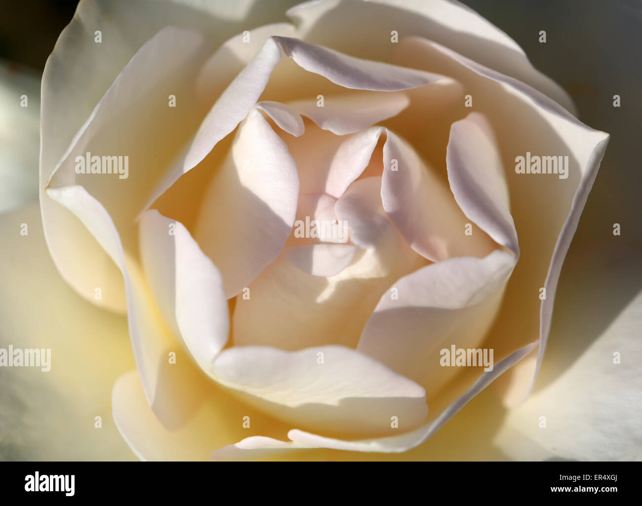 Rosa Hintergrund hautnah Stockfoto