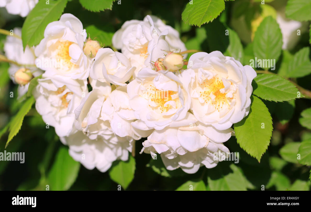 Rosen im Garten Stockfoto